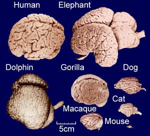 Animal brains